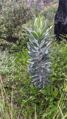 Leucadendron argenteum