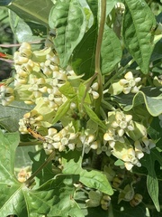 Asclepias latifolia