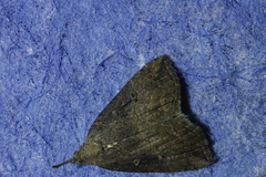 Hypena rostralis