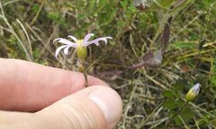 Galatella angustissima