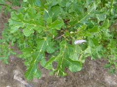 Solanum linnaeanum