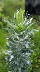 Leucadendron argenteum