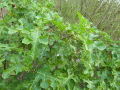 Solanum linnaeanum