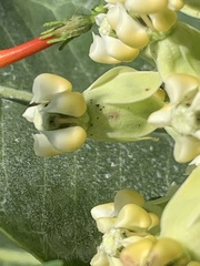 Asclepias latifolia