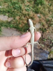 Lacerta agilis