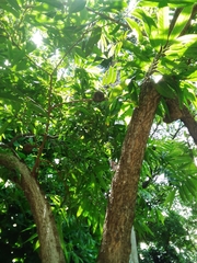 Annona reticulata