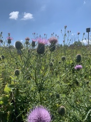 Cirsium discolor