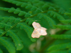 Idaea emarginata