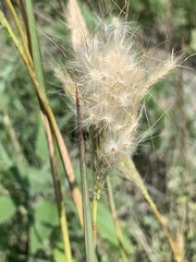 Bothriochloa