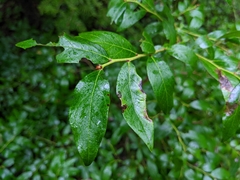 Vaccinium corymbosum