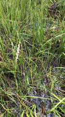 Sporobolus alterniflorus