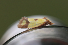 Agapeta zoegana