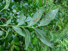 Vaccinium corymbosum