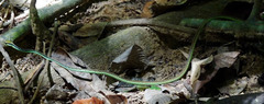 Dendrelaphis marenae