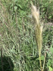 Bothriochloa
