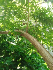 Annona reticulata