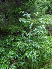 Vaccinium corymbosum
