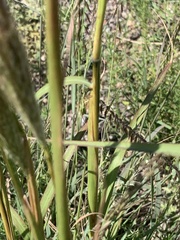 Bothriochloa