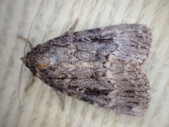 Amphipyra pyramidea