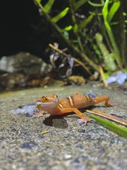 Goniurosaurus varius