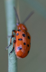 Crioceris duodecimpunctata