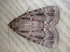 Amphipyra pyramidea