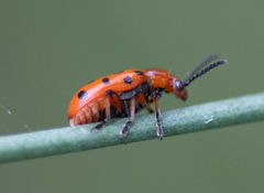 Crioceris duodecimpunctata