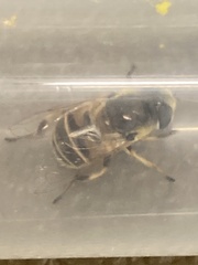 Eristalis stipator