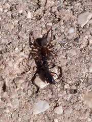 Pompilidae