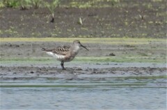 Calidris ferruginea