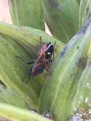 Lygaeus kalmii