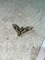 Eumorpha pandorus