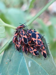 Tropidothorax leucopterus