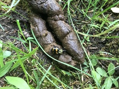 Nicrophorus tomentosus