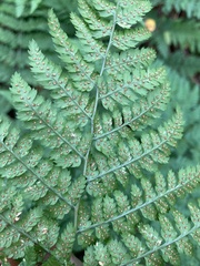 Dryopteris