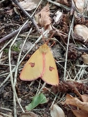 Diacrisia sannio