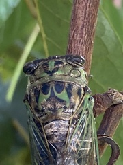 Neotibicen linnei