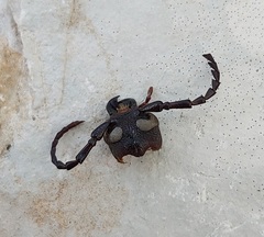 Prionus coriarius