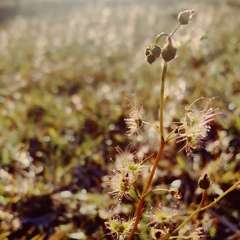 Drosera peltata