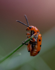 Crioceris duodecimpunctata