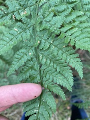 Dryopteris