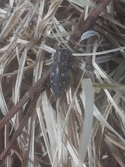 Chrysobothris femorata