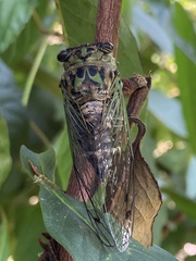 Neotibicen linnei