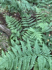 Dryopteris
