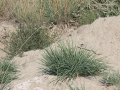 Psathyrostachys juncea
