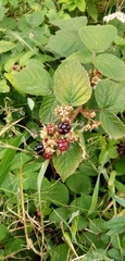 Rubus caesius