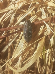 Chrysobothris femorata
