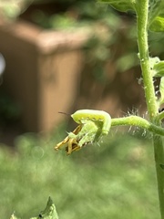 Sphingidae