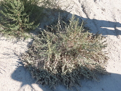 Atriplex gardneri