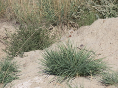 Psathyrostachys juncea